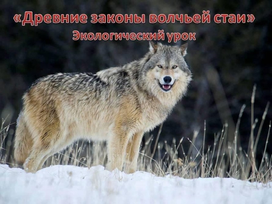 «Древние законы волчьей стаи»
