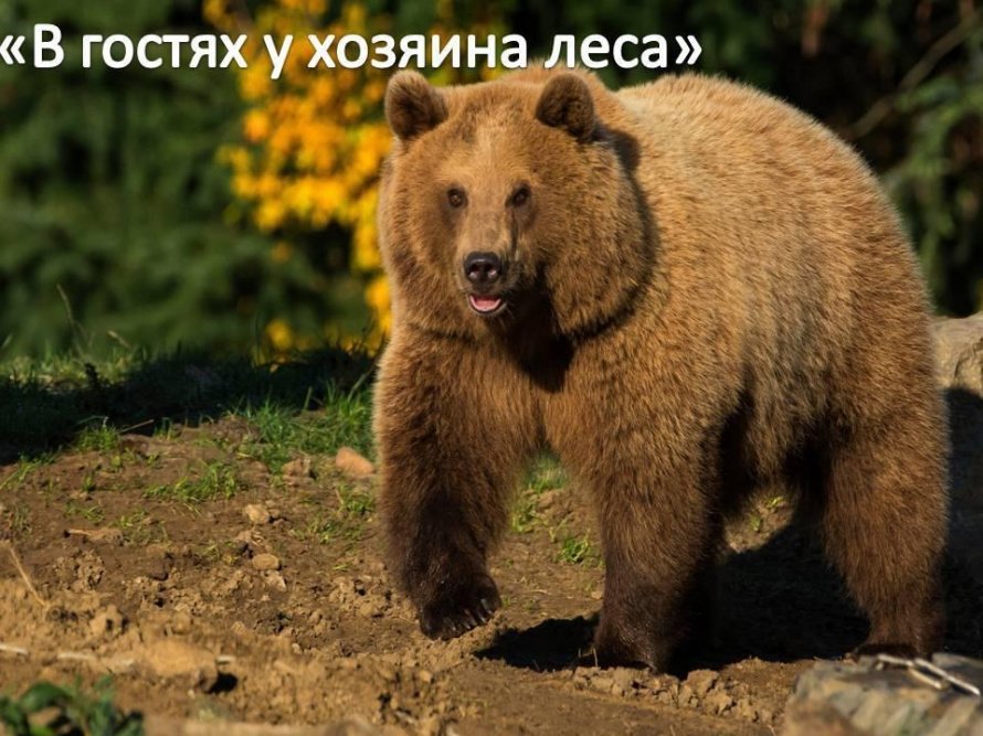 «В гостях у хозяина леса»